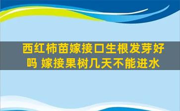 西红柿苗嫁接口生根发芽好吗 嫁接果树几天不能进水